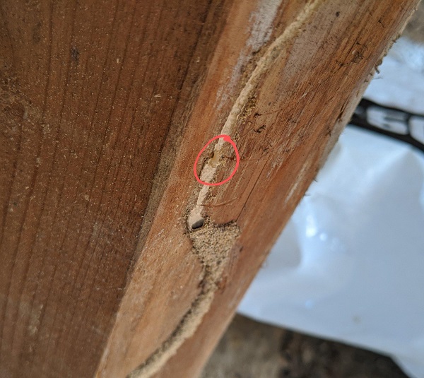 愛媛のシロアリ駆除の事例1