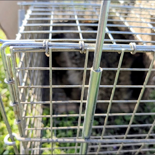 大阪の害獣駆除の施工事例1（捕獲されたアライグマ）